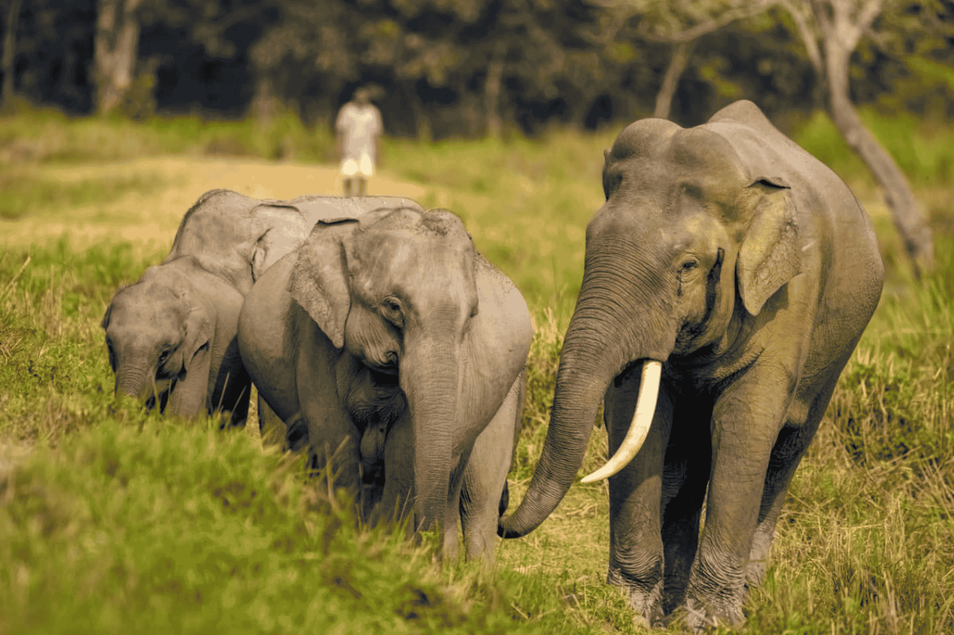 Kaziranga Elephant Safari